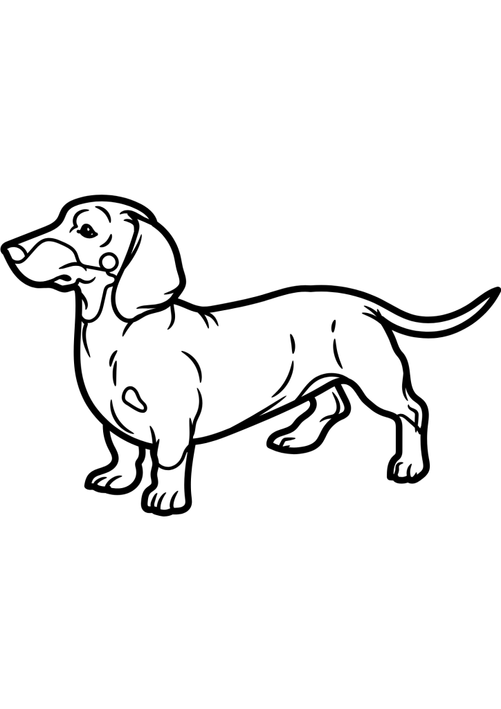 cachorro para colorir cão salsicha realista